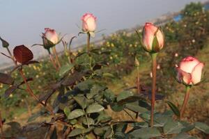 A group of pink roses in a field photo