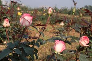 A field of pink and white roses in a field photo