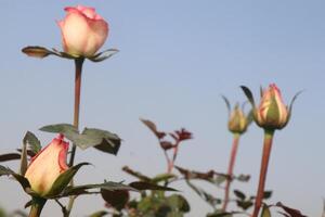 A group of pink roses with green leaves photo