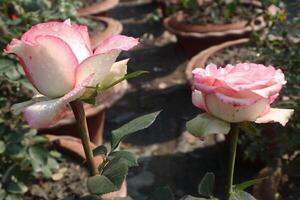 Two pink roses in pots on a patio photo