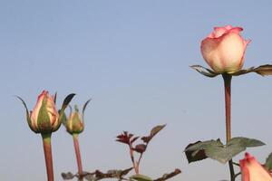 A group of pink roses with green leaves photo