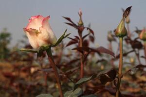 A rose bud is growing in a field photo
