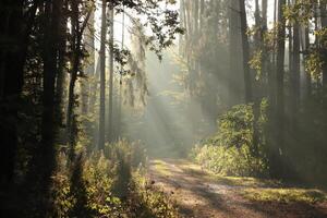 Forest path at sunrise. The rays of light pass through the pine trees and fall into the autumn forest photo