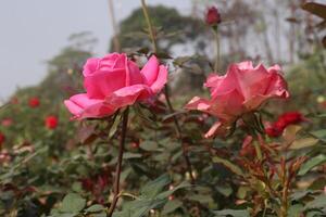 Two pink roses are blooming in a field photo