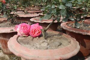 A flower pot with two pink roses in it photo
