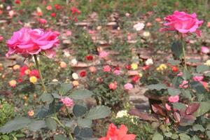 A field of pink roses photo