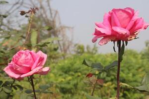 Two pink roses are blooming in a field photo