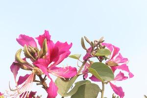 A pink flower with green leaves and a blue sky photo