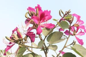 A pink flower with green leaves and a blue sky photo