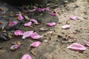 Pink rose petals scattered on the ground near a tree photo