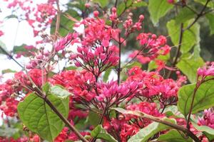 A bush with red flowers and green leaves photo