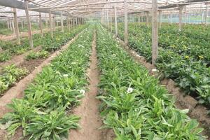 A large greenhouse with rows of plants in it photo