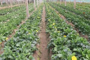 A field of green vegetables with yellow flowers photo