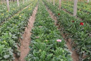 A field of flowers photo