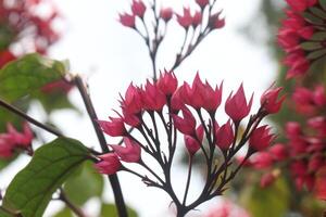 A close up of some pink flowers on a tree photo