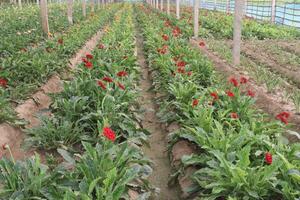 A field of red flowers photo