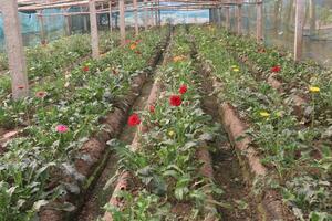 A large number of plants photo
