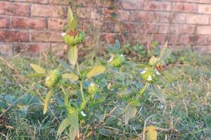 A flower growing in the grass next to a brick wall photo