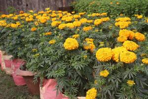 Yellow marigolds in pots photo
