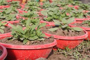 A group of red plastic pots with plants in them photo