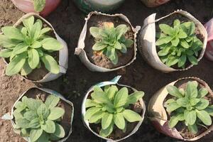 A group of plants in small pots photo
