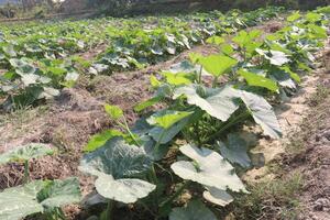 A field of green plants growing in a field photo