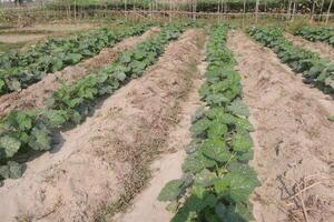 A field of green plants growing in the dirt photo