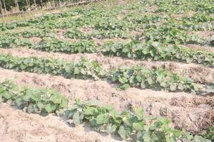 A field of green plants growing in the dirt photo