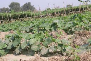 A field of green plants growing in a dirt field photo