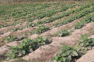 A field of green plants photo