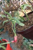 A flower in a pot photo