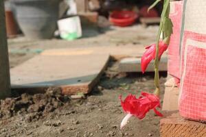 A red flower is hanging from a plant photo