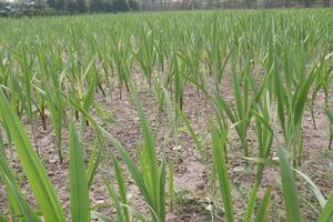 A field of tall grass with a few plants photo