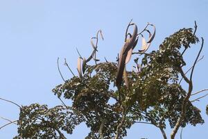 A bird is perched on a tree branch photo