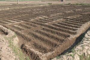 A field with rows of dirt and plants photo
