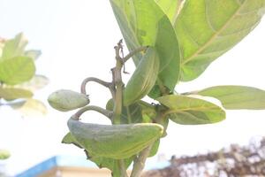 A plant with green leaves and fruit on it photo