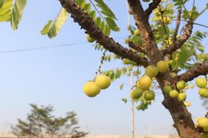 A tree with fruit hanging from it photo
