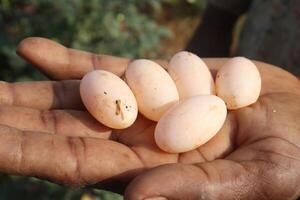 A person holding five eggs in their hands photo