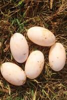 Four eggs laid out on the grass photo