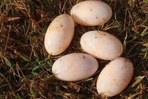 Four eggs laid out on the ground in the grass photo