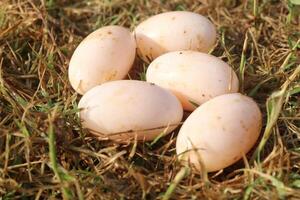 Four eggs are laid out on the grass photo