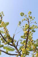 A tree with green leaves and yellow fruits photo
