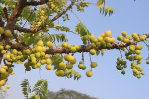 A tree with many green fruits hanging from it photo