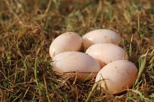 Five eggs are laid out in the grass photo