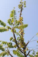 A tree with green leaves and yellow fruits photo