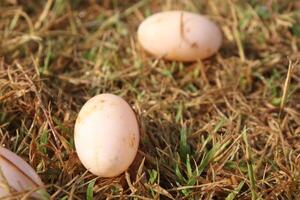 Three eggs laying on the ground in the grass photo
