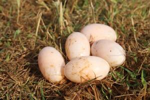 Eggs laid on the ground in a field photo