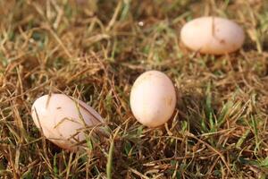 Eggs laid in the grass photo
