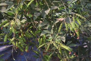A bunch of green beans hanging from a tree photo