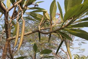 A tree with leaves and fruit hanging from it photo